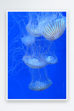 高清海洋生物水母摄影图
