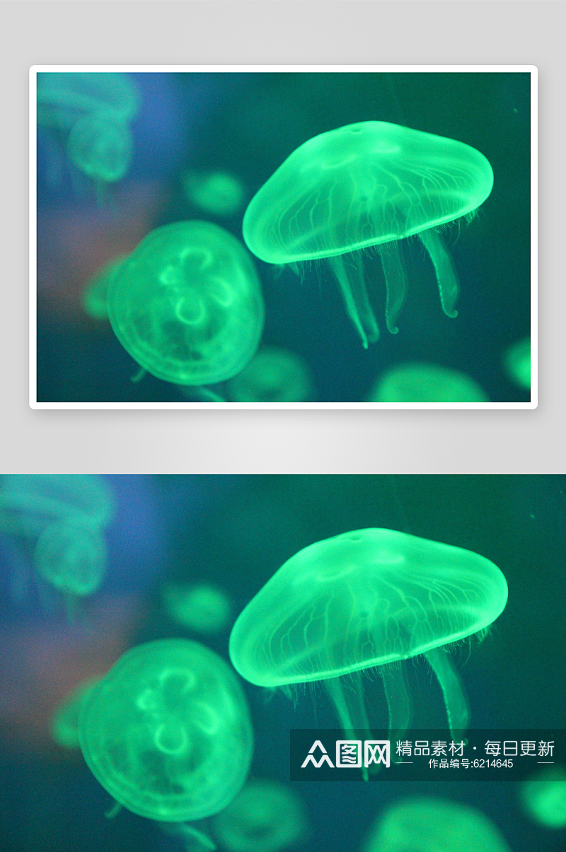 海洋生物水母摄影图素材