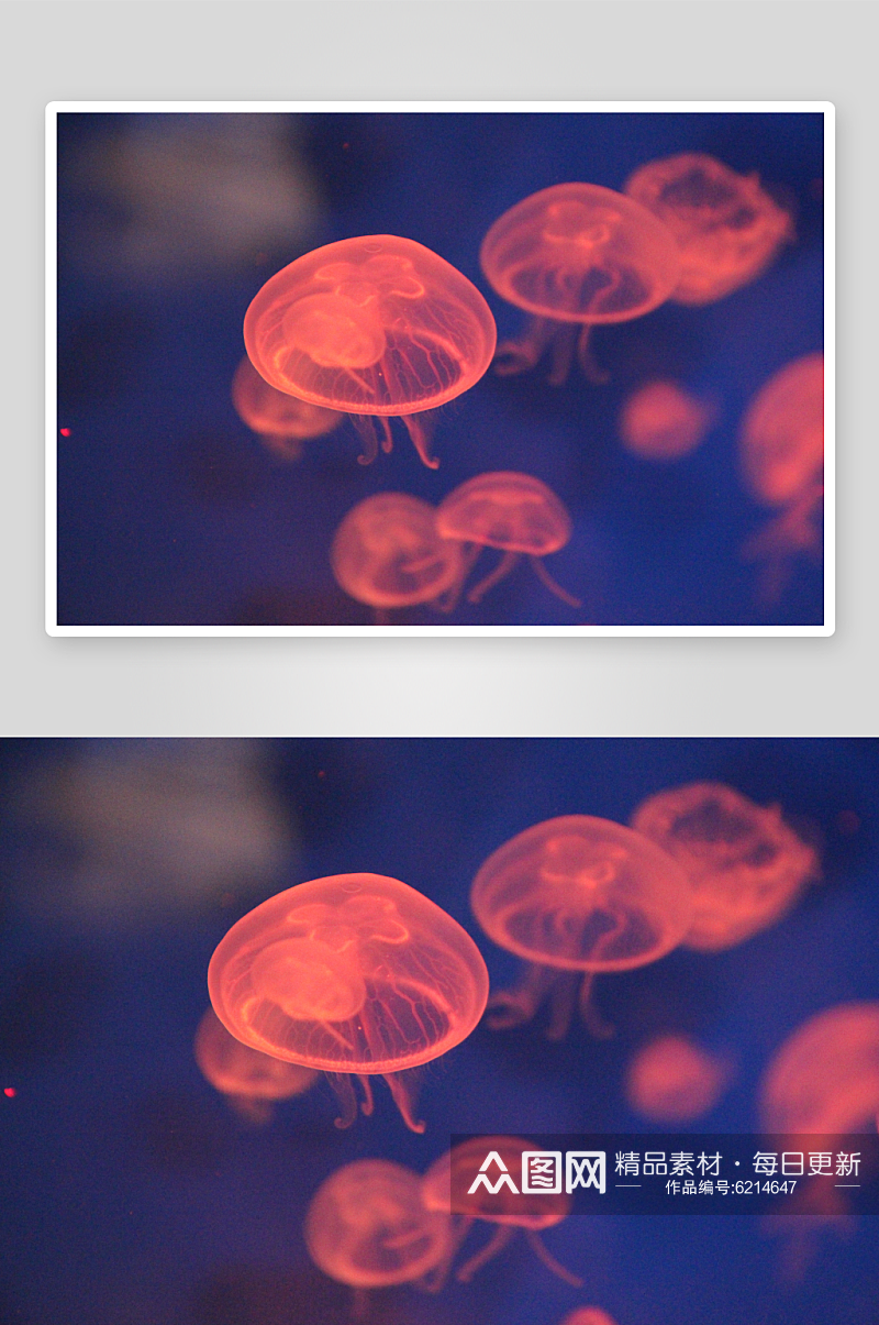 海洋生物水母摄影图素材