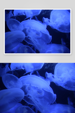 海洋生物水母摄影图