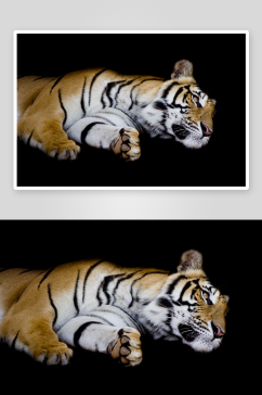 凶猛动物老虎摄影图