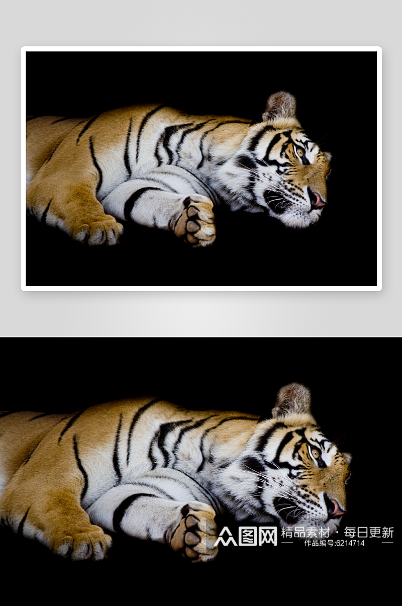 凶猛动物老虎摄影图素材