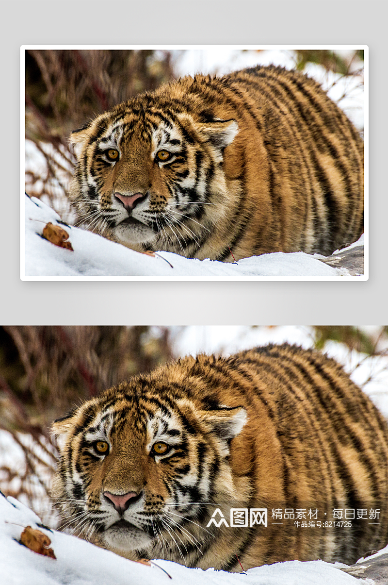 野生动物老虎摄影图素材
