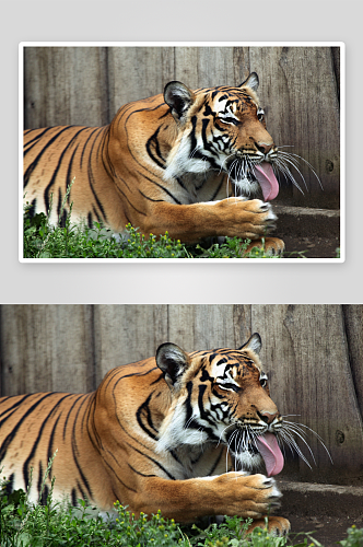 野生动物老虎摄影图