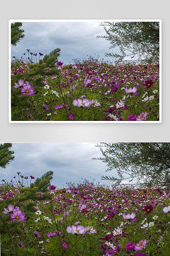 格桑花高清摄影图