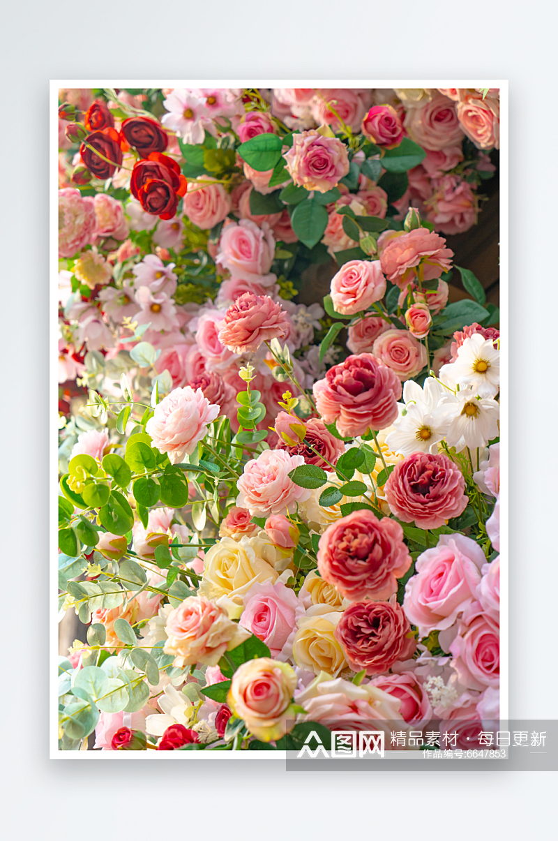 花卉玫瑰花高清摄影图素材