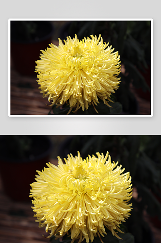 一张菊花花朵摄影图