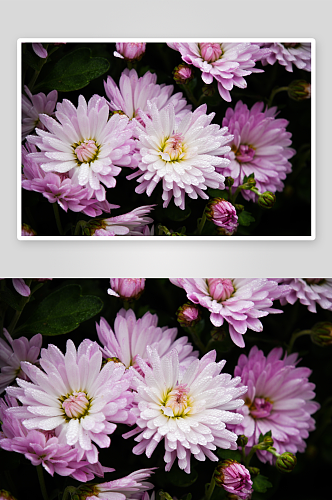 一张菊花花朵摄影图