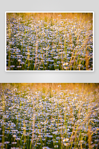 创意菊花花朵摄影图