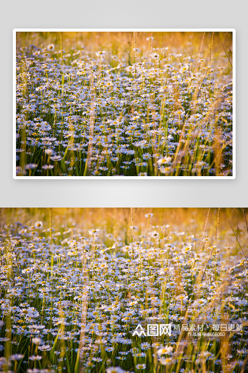 创意菊花花朵摄影图素材