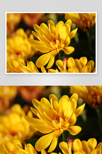 创意菊花花朵摄影图