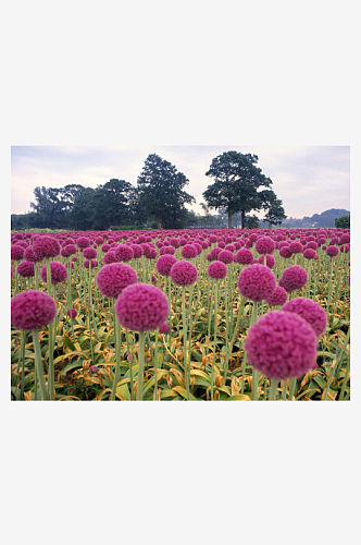 高清花海花丛风景摄影图