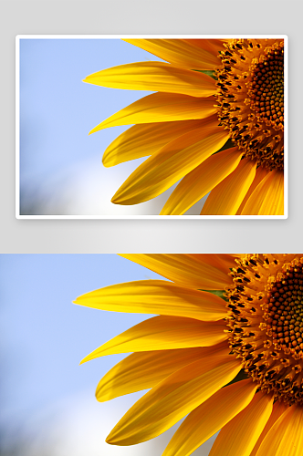创意向日葵花朵摄影图