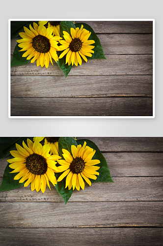 创意向日葵花朵摄影图