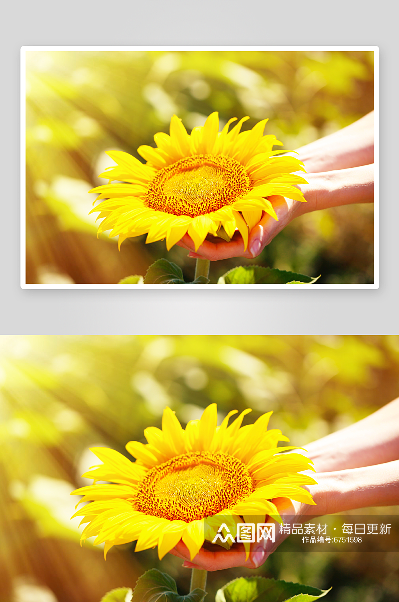 向日葵花朵摄影图素材