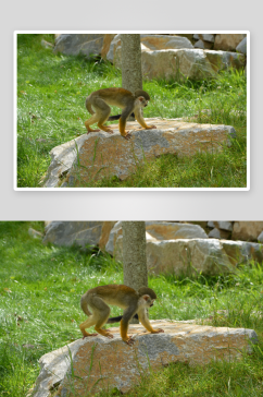创意猴子猩猩动物摄影图
