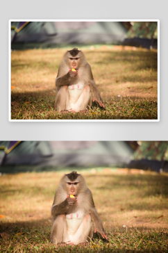 创意猴子猩猩动物摄影图
