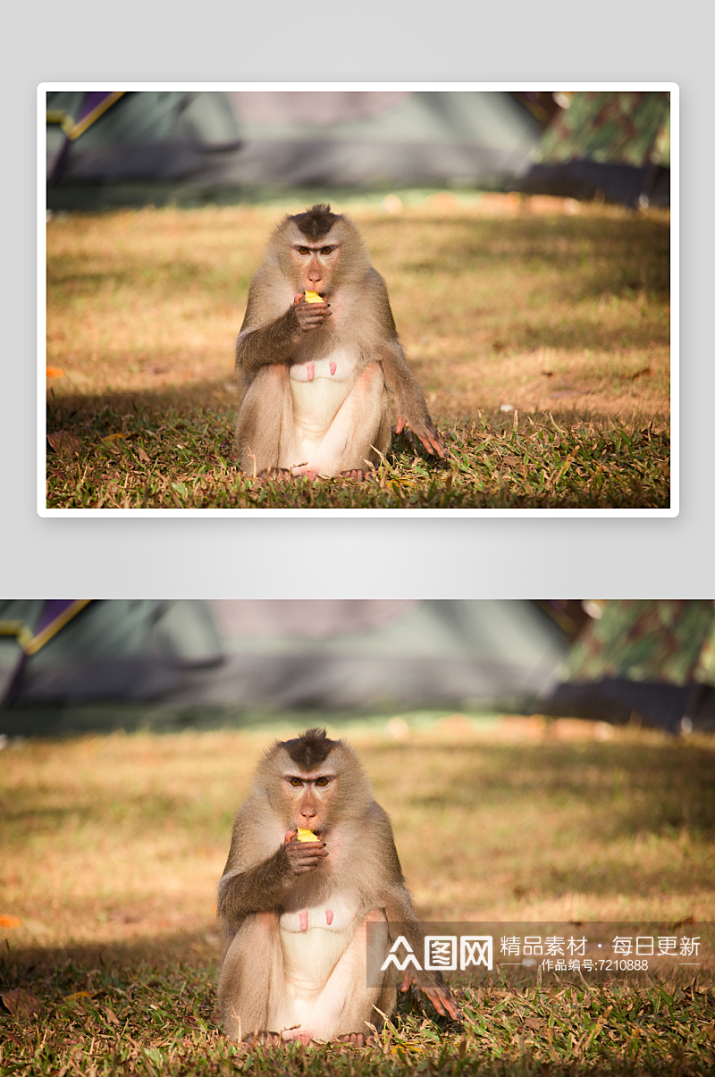 创意猴子猩猩动物摄影图素材