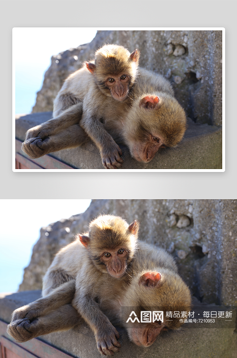 创意猴子猩猩动物摄影图素材