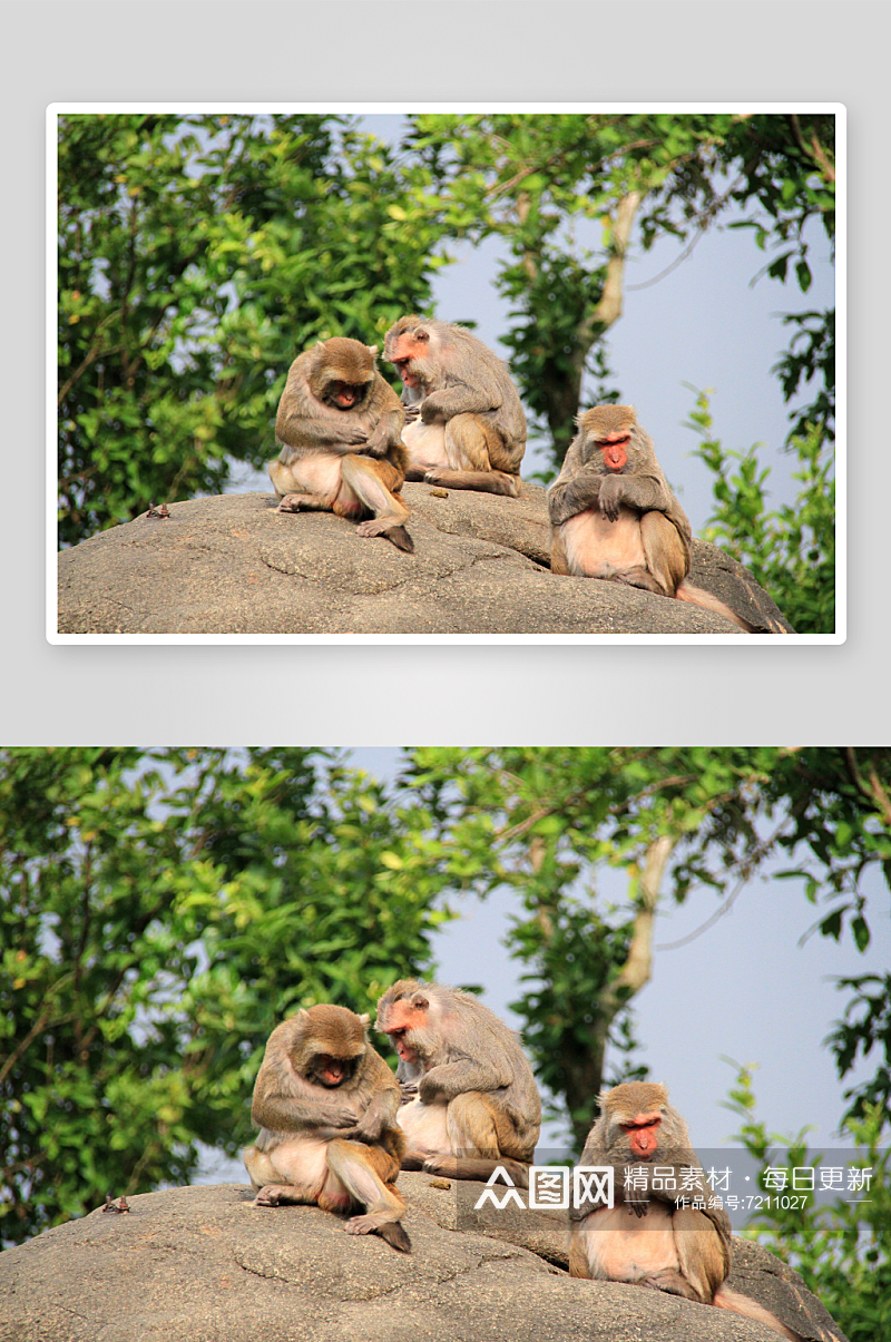 高清猴子猩猩动物摄影图素材