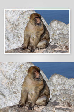 高清猴子猩猩动物摄影图