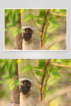 高清猴子猩猩动物摄影图