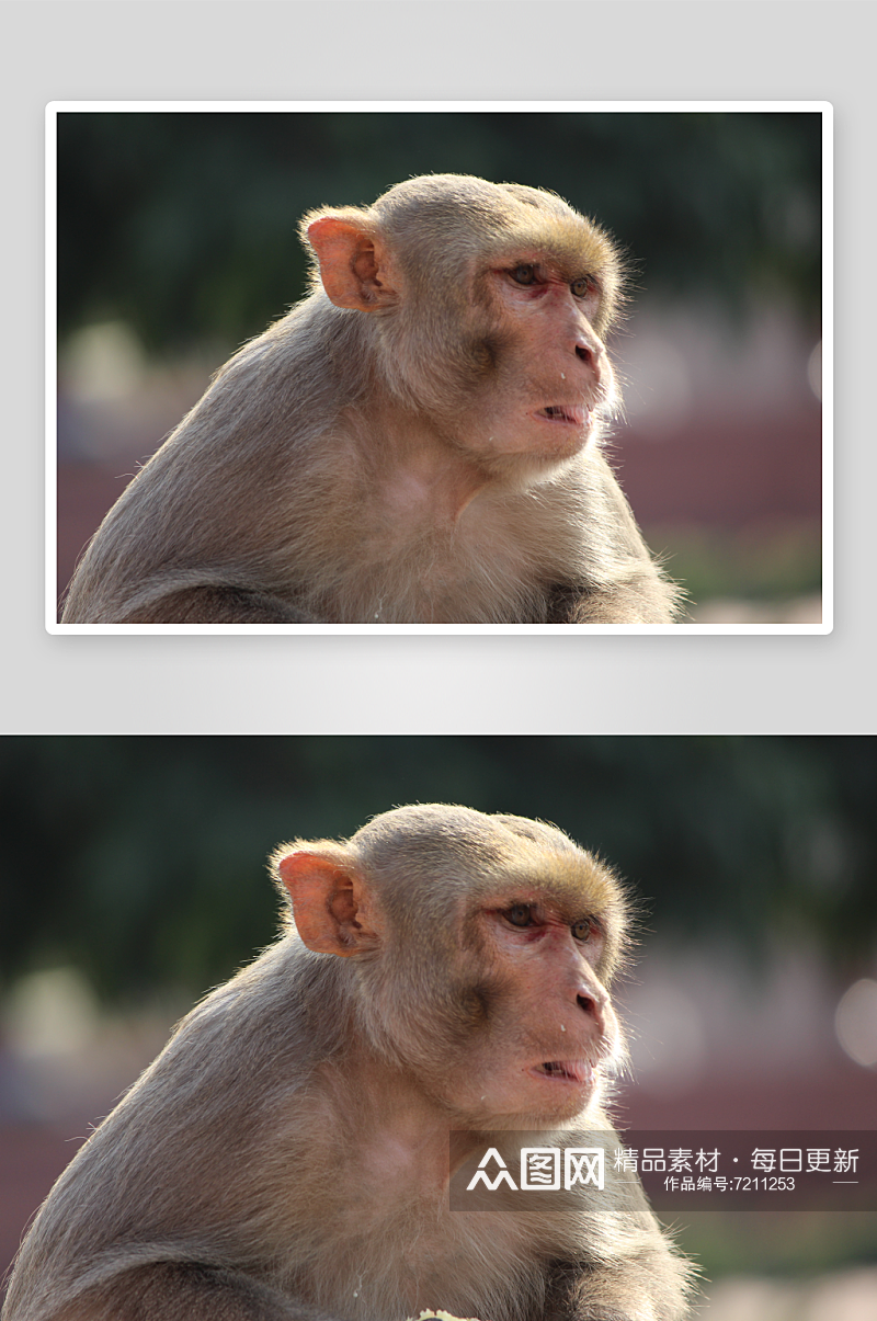 高清猴子猩猩动物摄影图素材