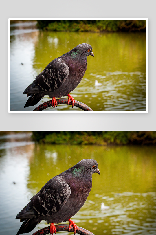 高清鸽子鸟类动物摄影图