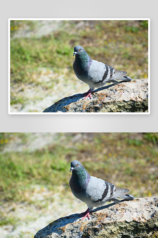 高清鸽子鸟类动物摄影图