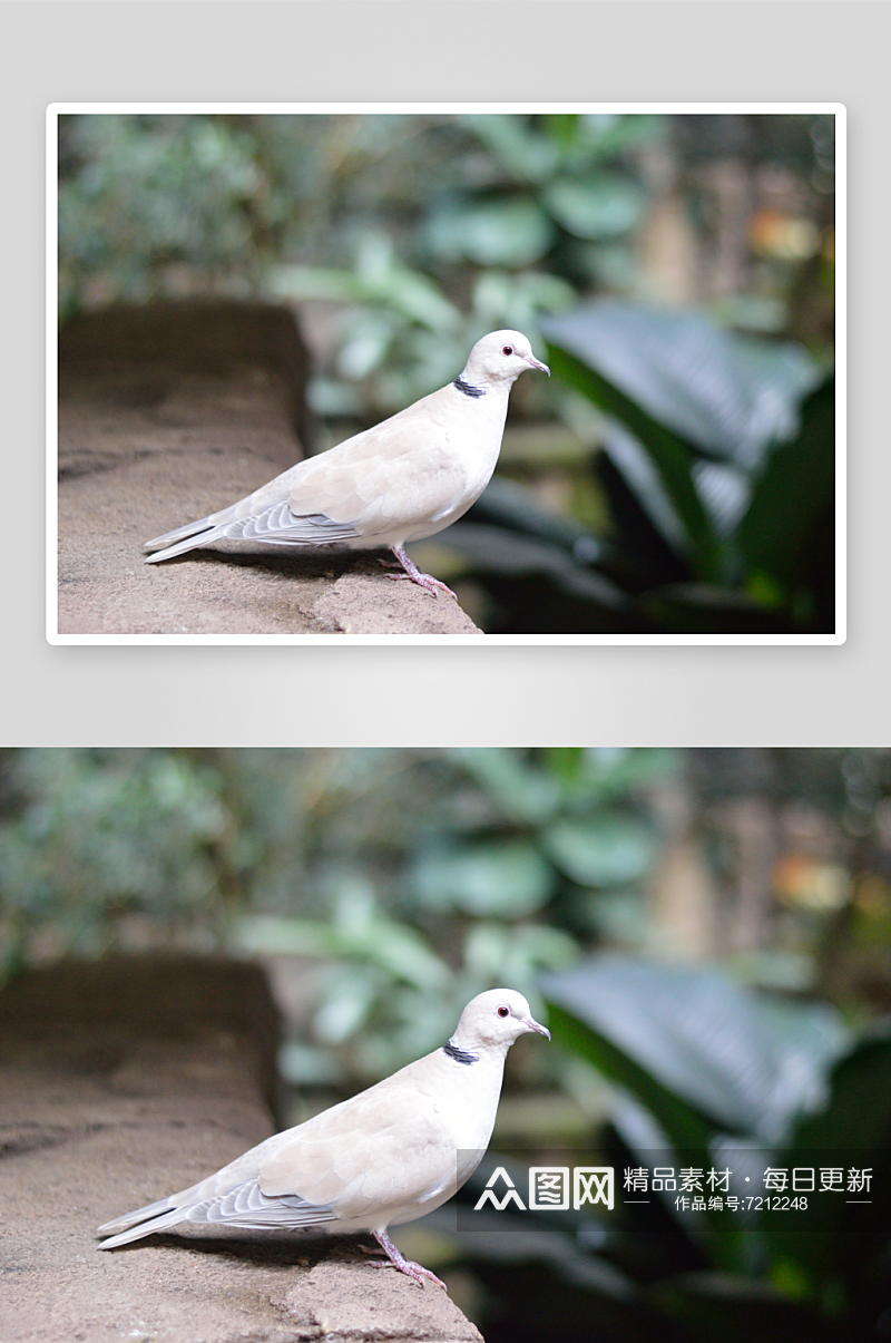 可爱鸽子鸟类动物摄影图素材