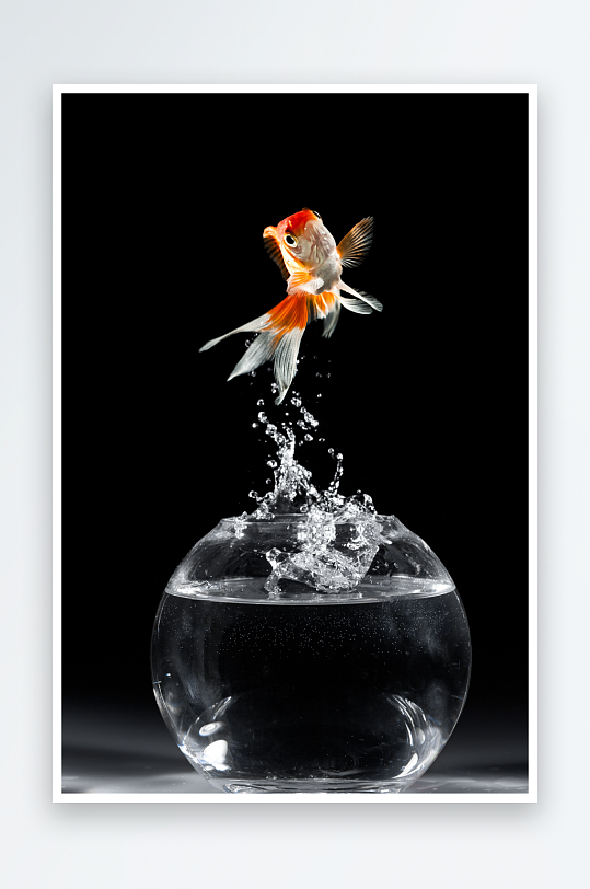 高清斗鱼鱼类动物摄影图