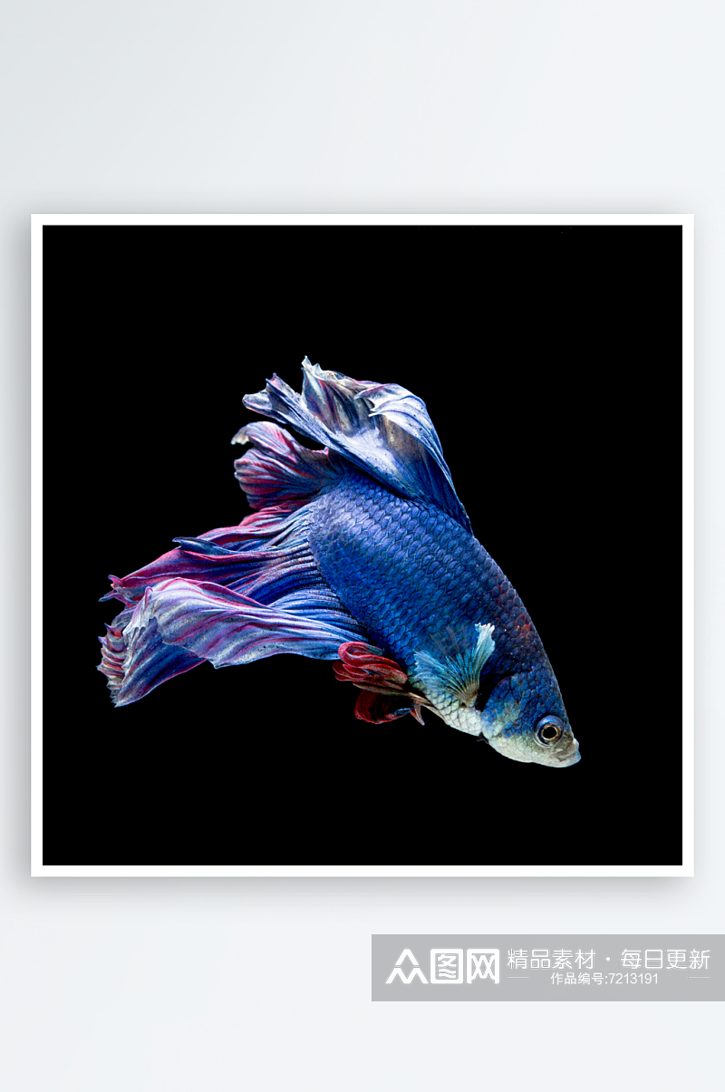 高清斗鱼鱼类动物摄影图素材
