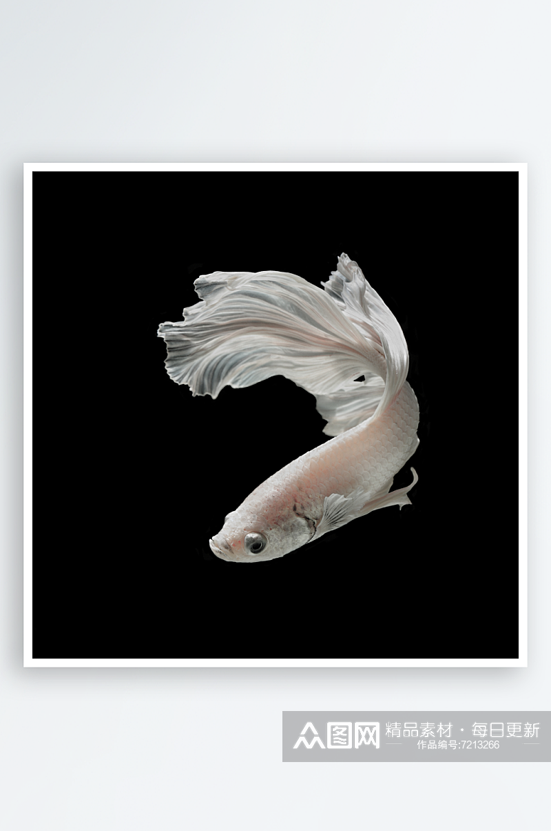 斗鱼鱼类动物高清摄影图素材