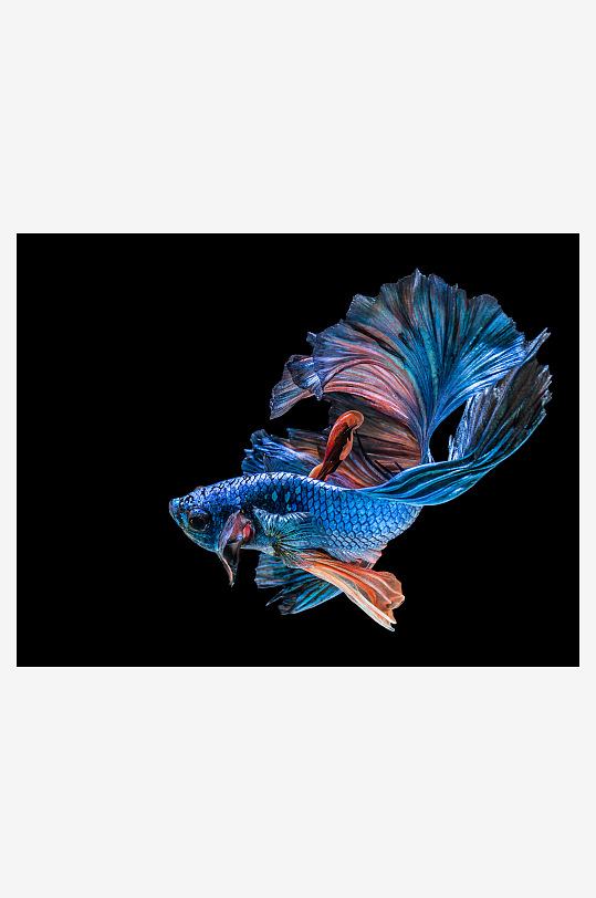 高清斗鱼鱼类动物摄影图