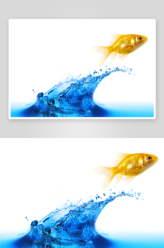 创意斗鱼鱼类动物摄影图