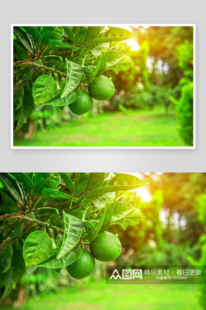 柠檬柠檬水高清食物摄影图素材