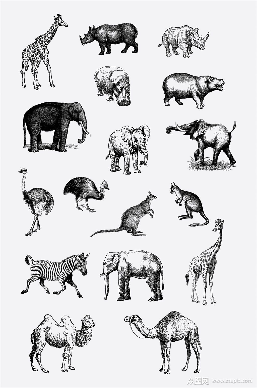 野生动物黑白画素材
