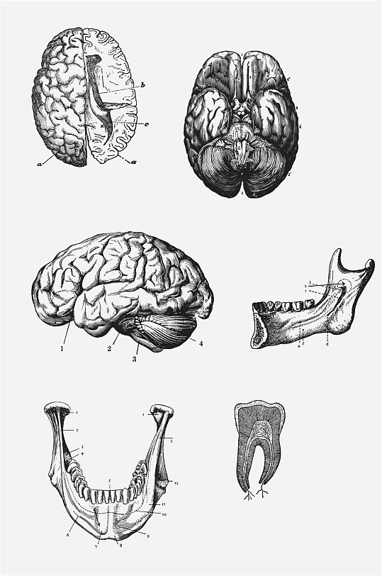 人体器官医学素材