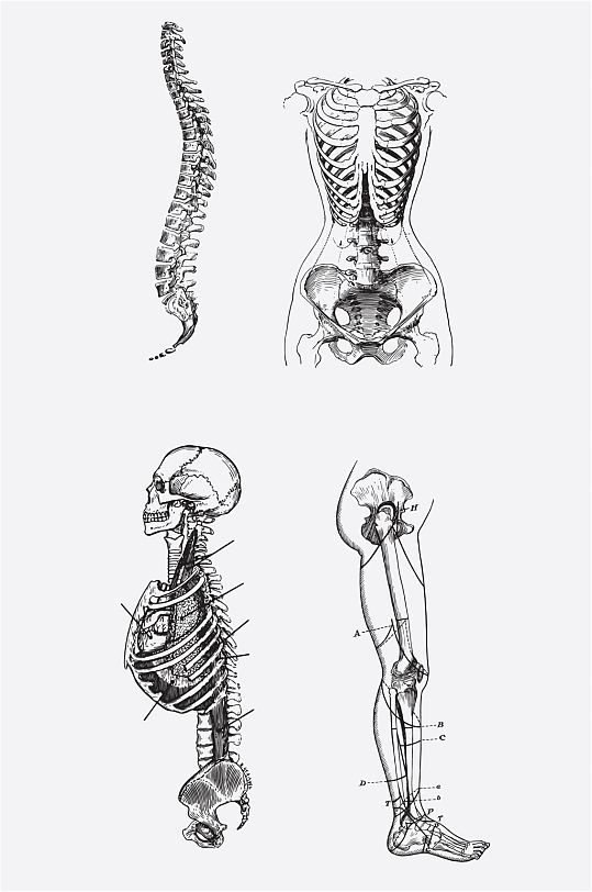 人体骨骼医学用图