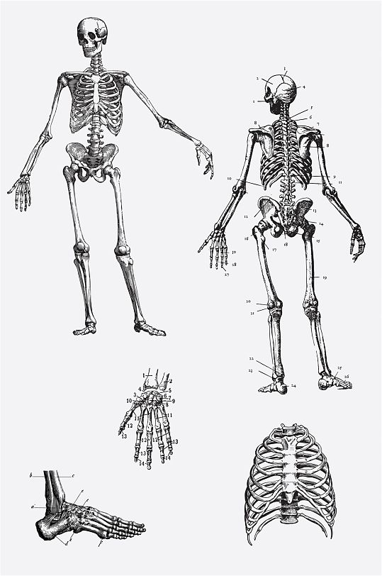 人体骨骼医疗素材