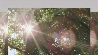 阳光透过树林仰视实拍4K视频素材-众图网