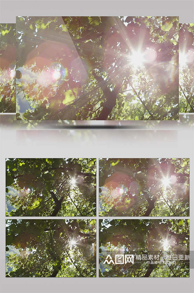 阳光透过树叶仰拍4K视频素材素材