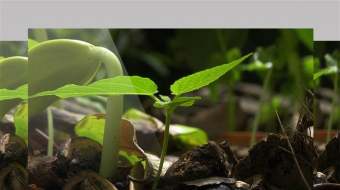 绿色嫰芽生长植物破土而出4K特写延时拍摄-众图网