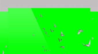 多组飞鸟鸽子成群飞行穿梭绿屏视频素材-众图网