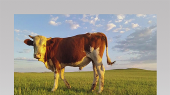 蓝天碧绿草原马和牛悠闲吃草实拍视频-众图网