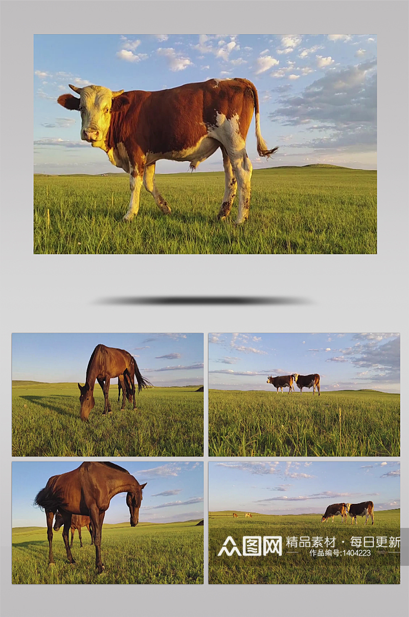 蓝天碧绿草原马和牛悠闲吃草实拍视频素材
