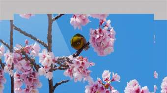 春暖花开树枝上的黄鹂鸟实拍视频-众图网