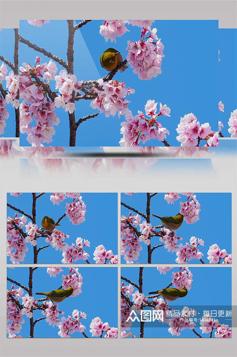 春暖花开树枝上的黄鹂鸟实拍视频素材
