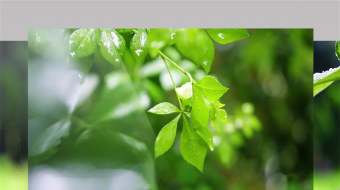 4K春雨滴落绿叶高速实拍 下雨视频-众图网