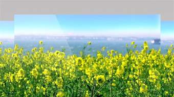 风中摇摆油菜花田唯美春天花田4K实拍视频-众图网